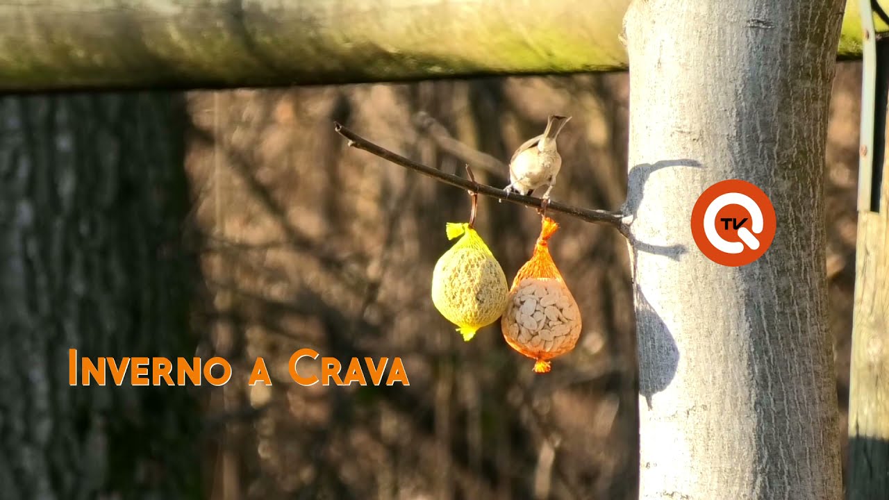 Inverno a Crava (2021)