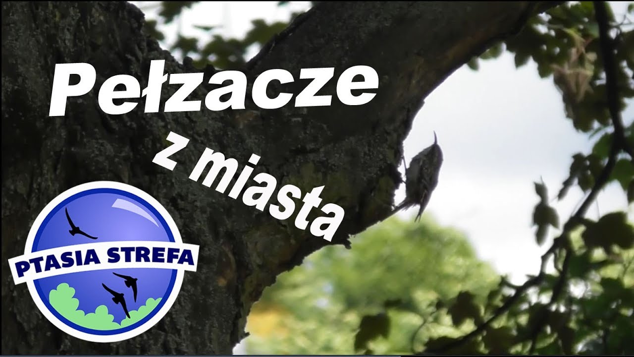 Pełzacze w mieście...