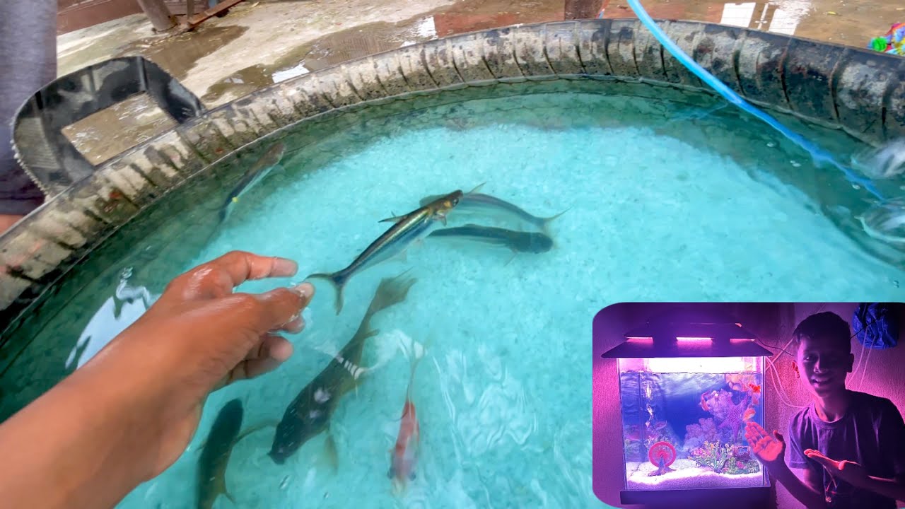 Что случилось с моей рыбой? | Видеоблоги Дауда Сабира