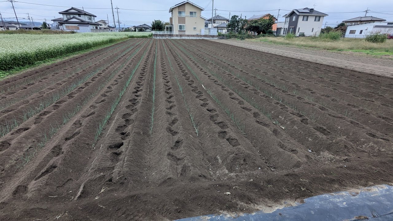 根深ネギの埋め戻し中耕除草❗️