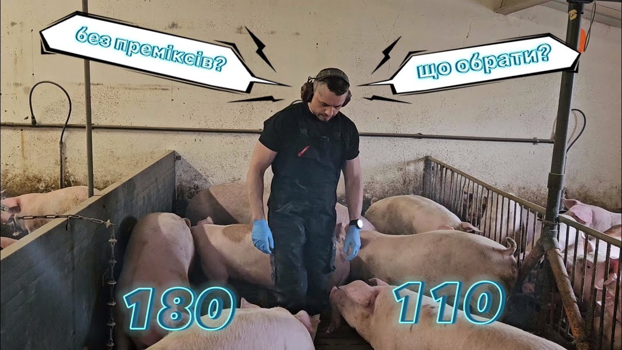 Вирощування Свиней: Свині Без Преміксів, 