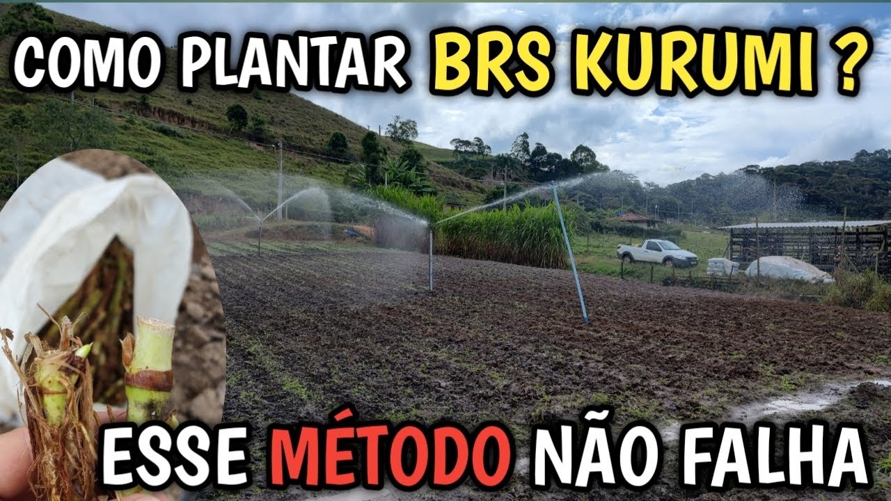Como plantar Brs kurumi? Método pra forçar a brotação! Projeto 10 novilhas por hectare