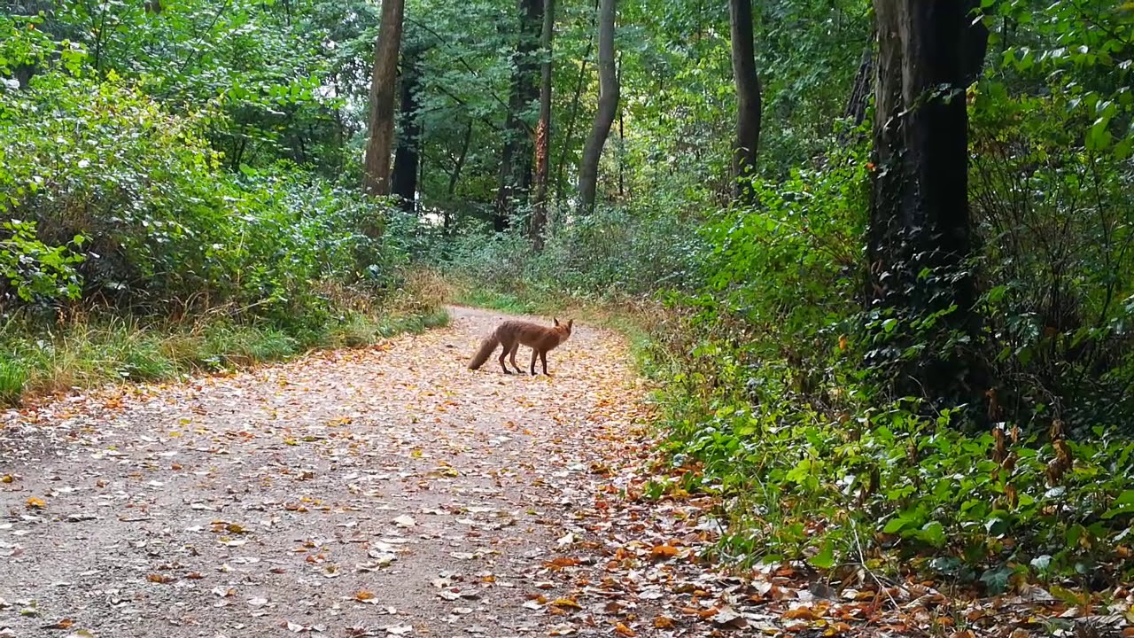 Begegnung mit einem Fuchs 🦊