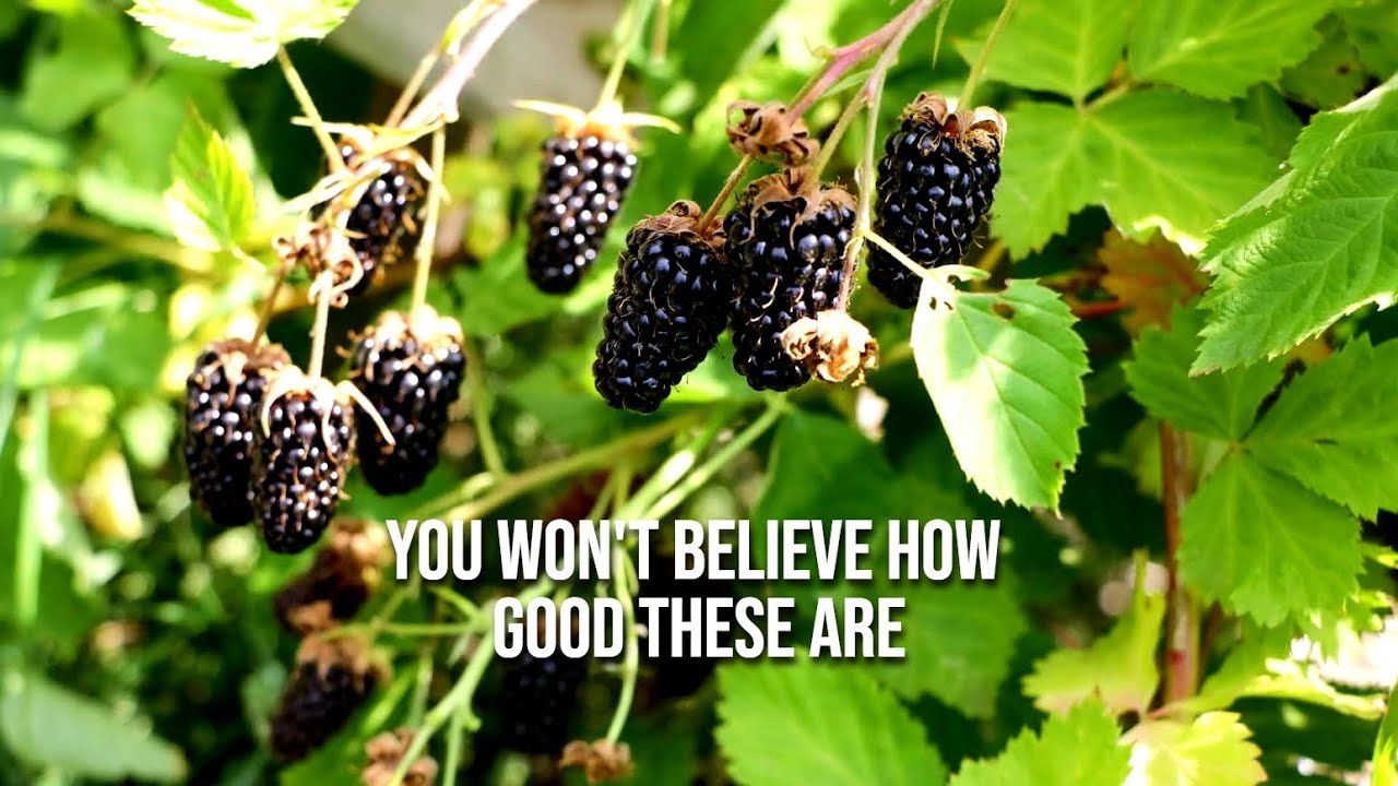 The Columbia Star Blackberry Bush: An Upgrade to the Marionberry? You Decide
