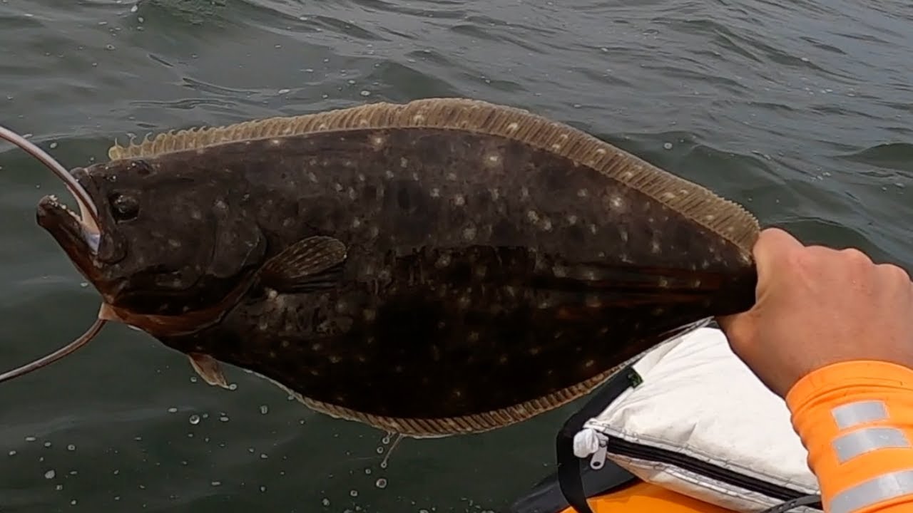 Early Summer, Summer Flounder | NYC Kayak Fishing