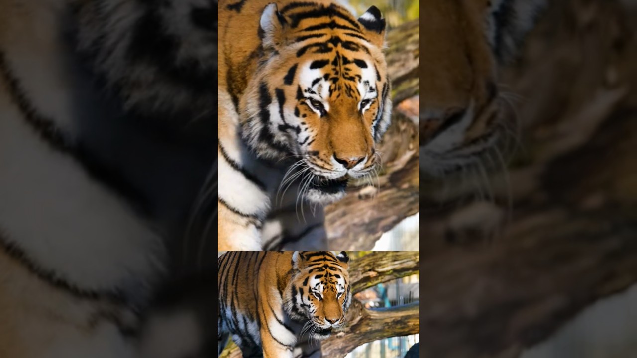 How loud does a tiger roar?