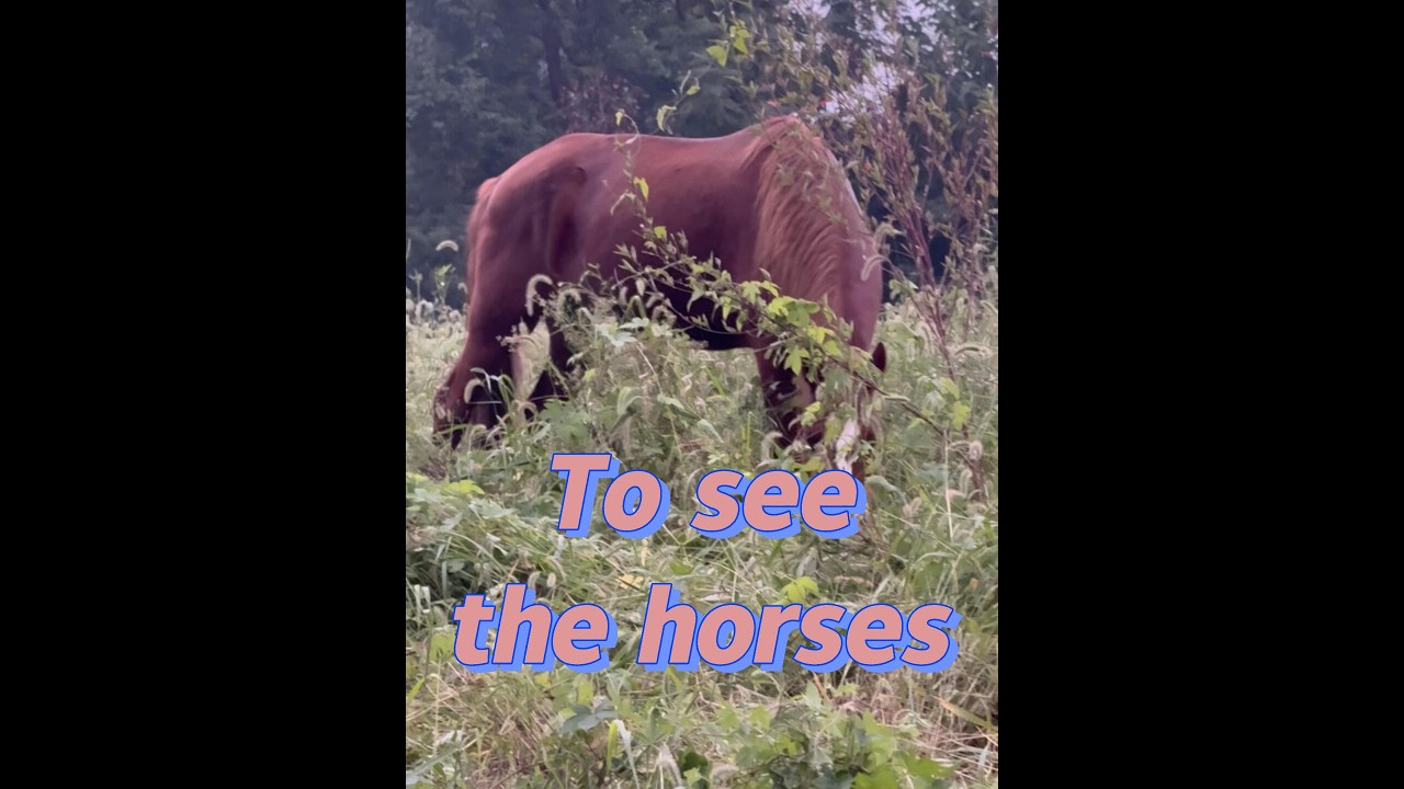 To see the horses