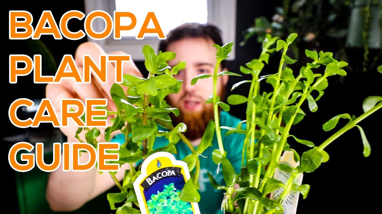 BACOPA MONNIERI, MONEYWORT, BACOPA CAROLINIANA - AQUARIUM STEM PLANT GUIDE
