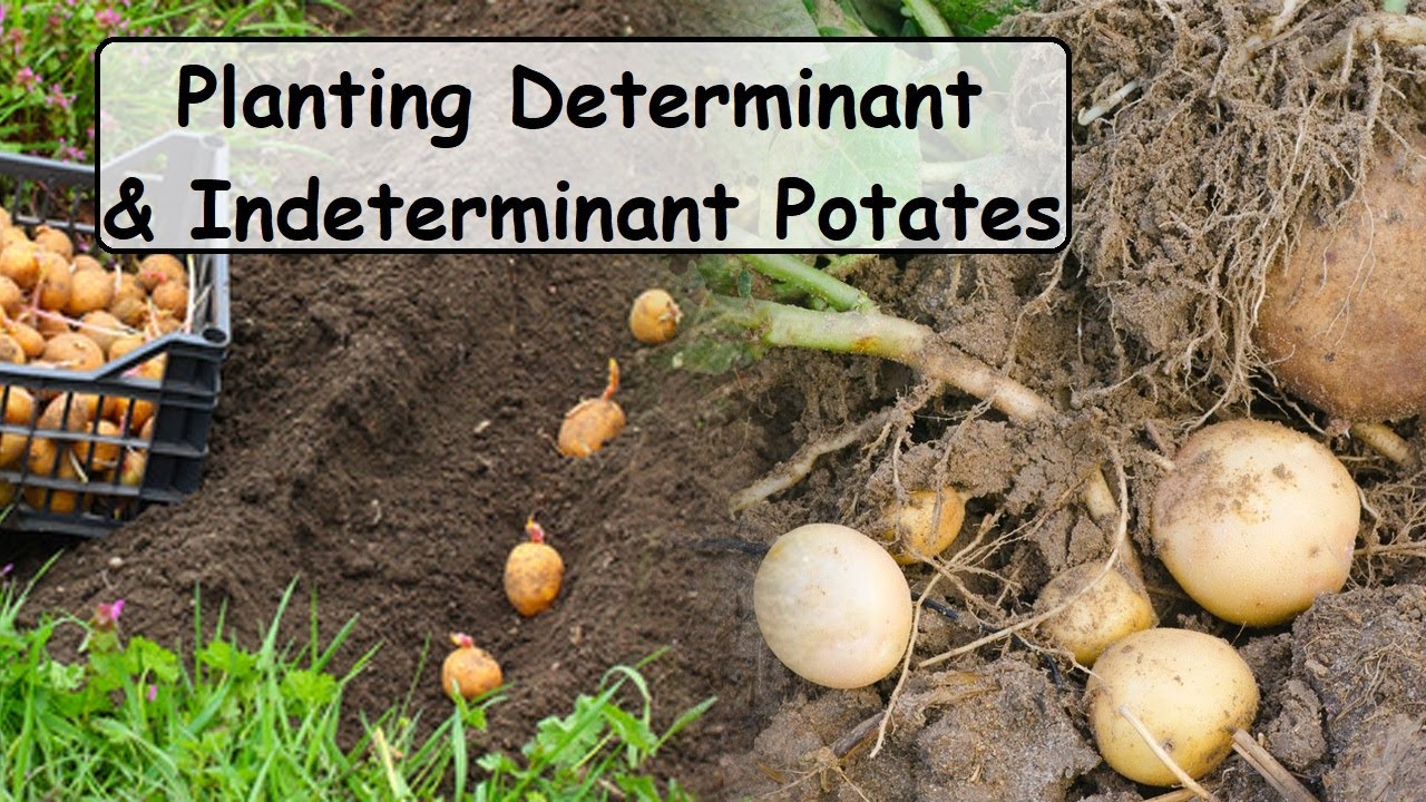 planting indeterminate and determinate potatoes