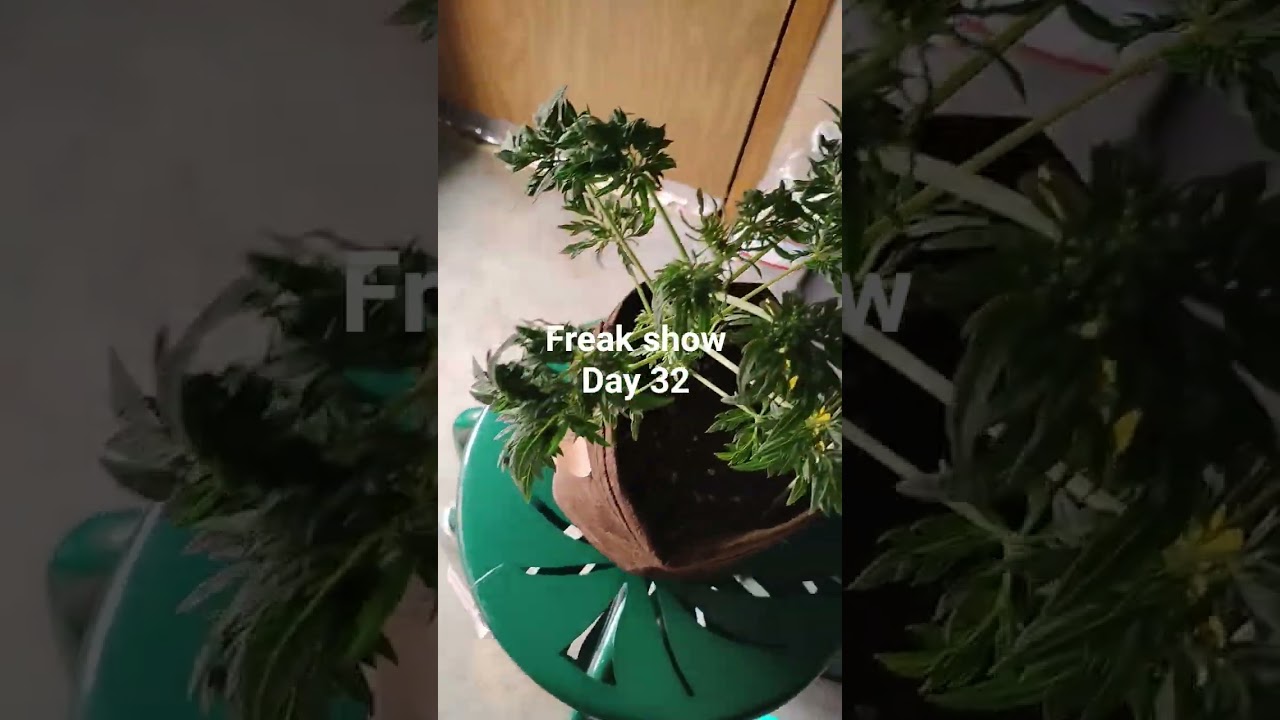 freak show day 32 mutant plant