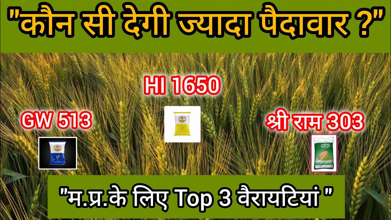 “मध्य भारत के लिए बेस्ट गेहूं की 3 किस्में 2025 | GW 513, HI 1650, Shree Ram 303 | High Yield Wheat