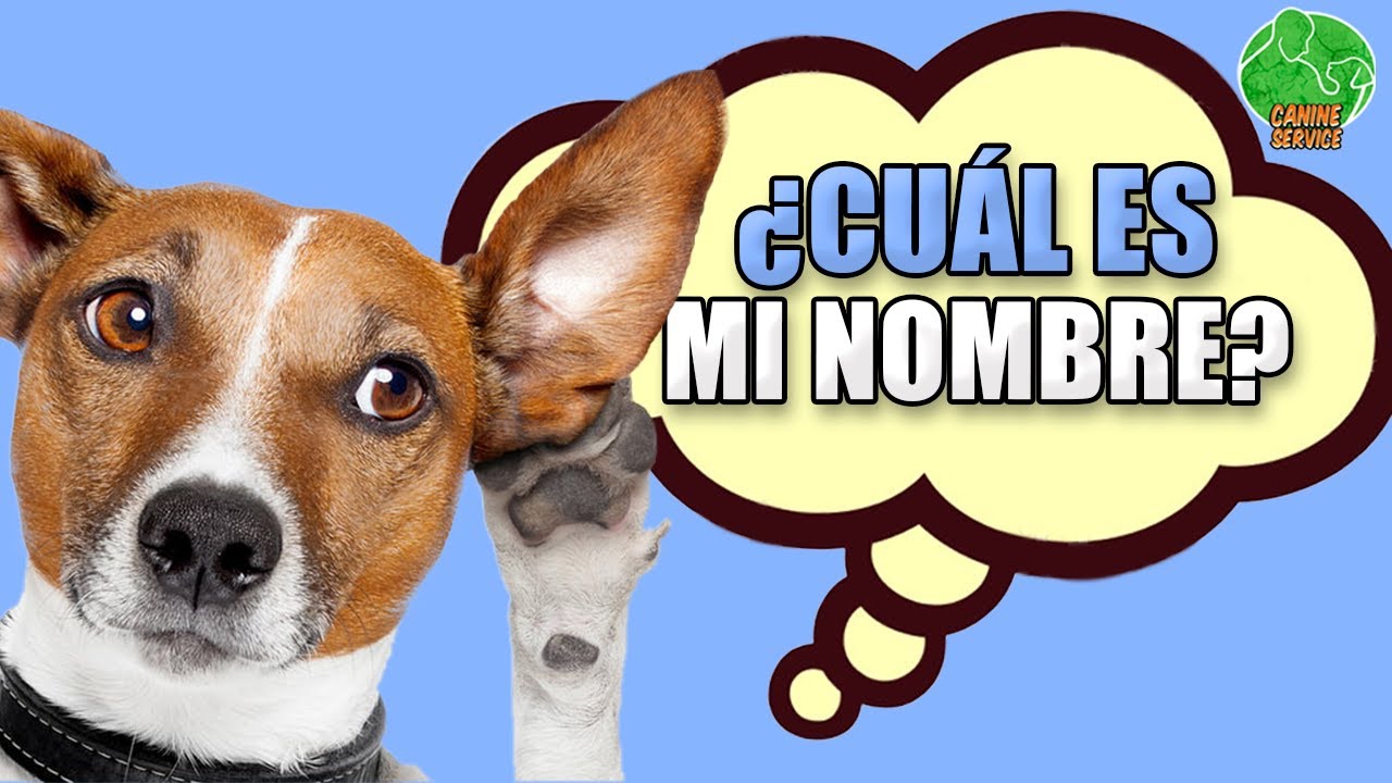 Cómo hacer que tu PERRO APRENDA su NOMBRE