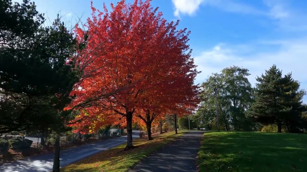 Cedar River Trail