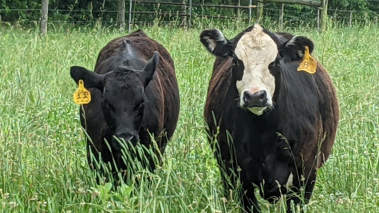 The Exciting Day that Beef Cattle Joined Our 1840 Homestead Farm