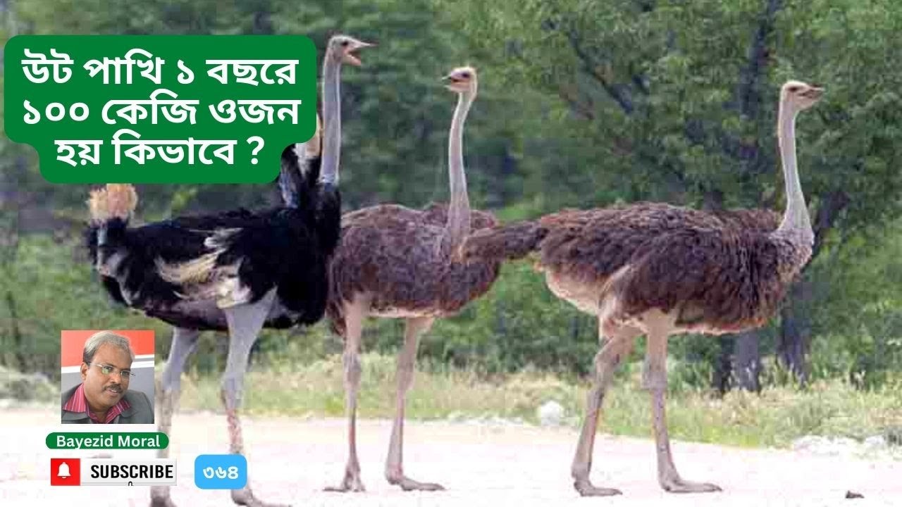 দিনাজপুরে উট পাখির খামার | মাংশ ১০০% হালাল | Ostrich bird farm | Bayezid Moral