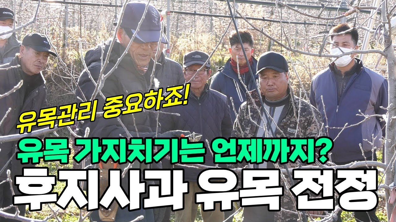 사과나무 유목 가지치기. 후지사과 유목전정 중요합니다 (강사 유병욱)
