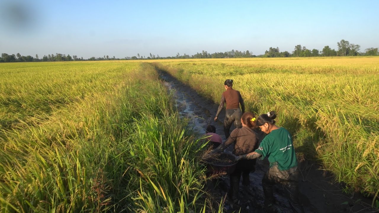 1159 / Tát đường mương phèn bắt cá