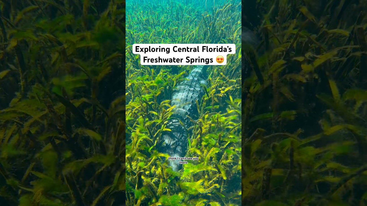 Exploring central Florida&rsquo;s freshwater springs 🤯 #florida #alligator #manatee #conservation