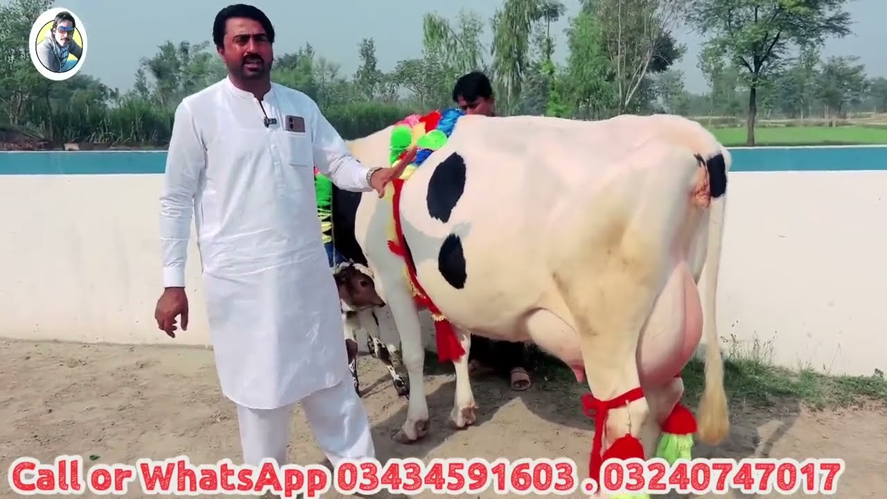 Lajpal Dairy Farm | Top class imported cows And HF Cows - Gojra Mandi