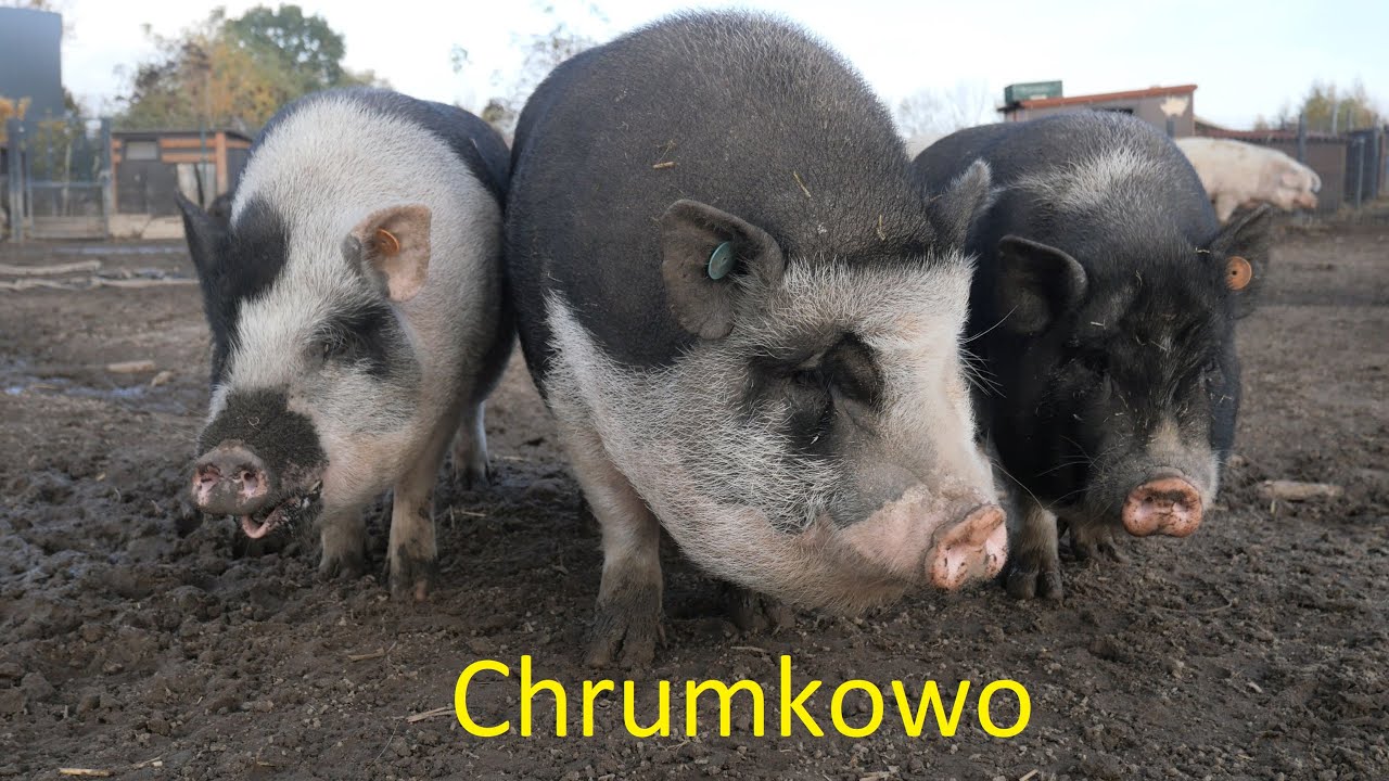 Azyl dla Świń 