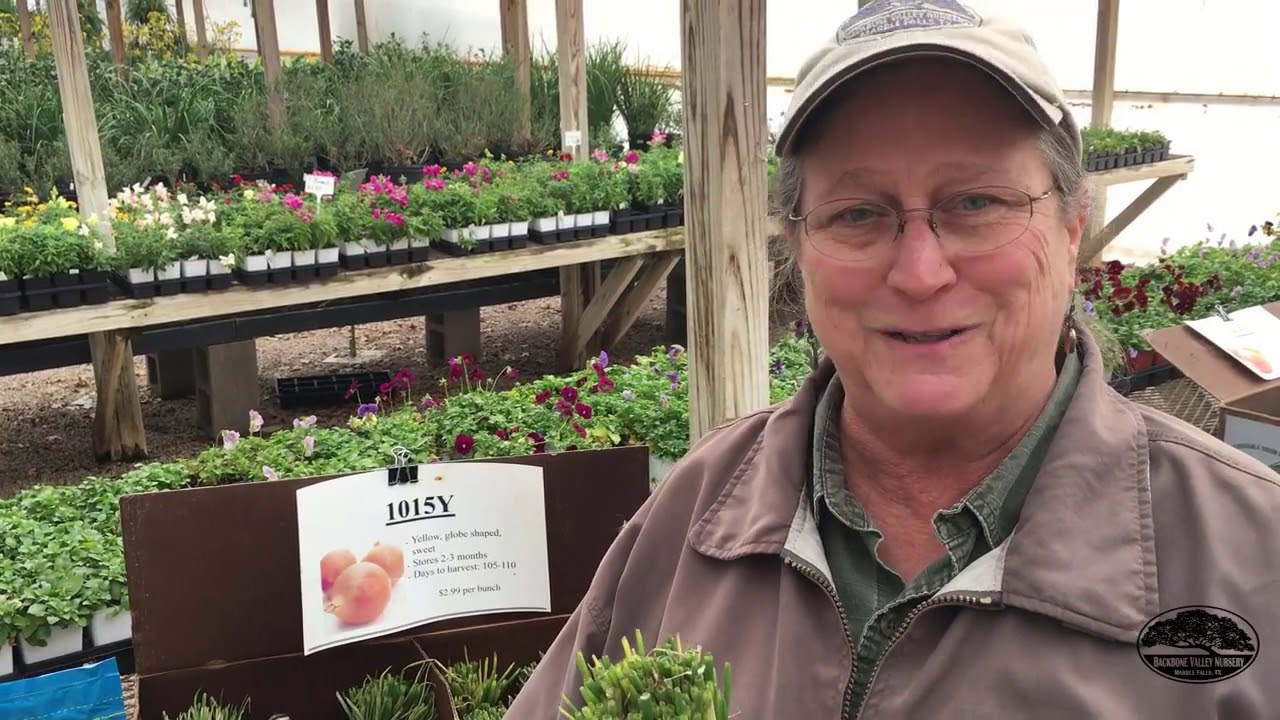 How & When to Plant Onions