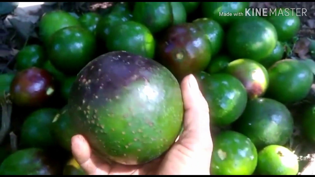 அவோகேடோ அறுவடை Avocado Harvest in Success Farm Kodaikanal Tamilnadu India