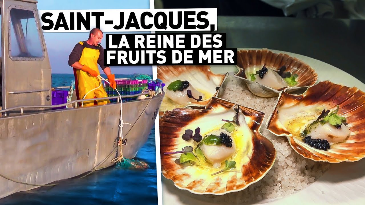 SAINT-JACQUES, LA REINE DES FRUITS DE MER