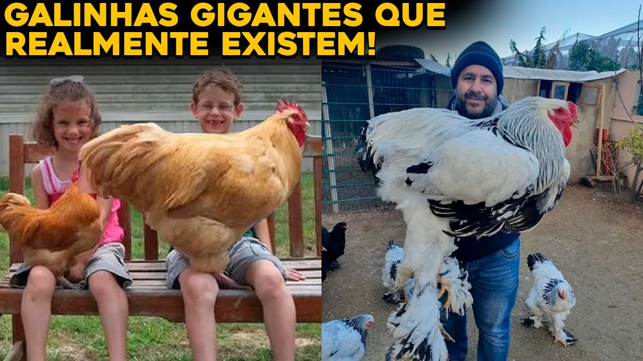 AS 5 MAIORES RAÇAS DE GALINHAS DO MUNDO - GALINHAS GIGANTES!