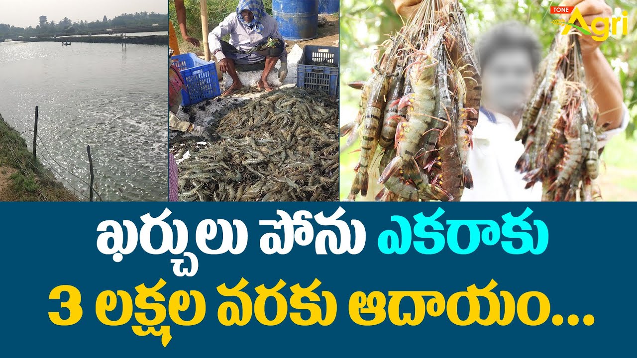 Prawns Farming in Telugu | ఖర్చులు పోను ఎకరాకు 3లక్షల వరకు ఆదాయం..!  Vannamei Shrimp | Tone Agri