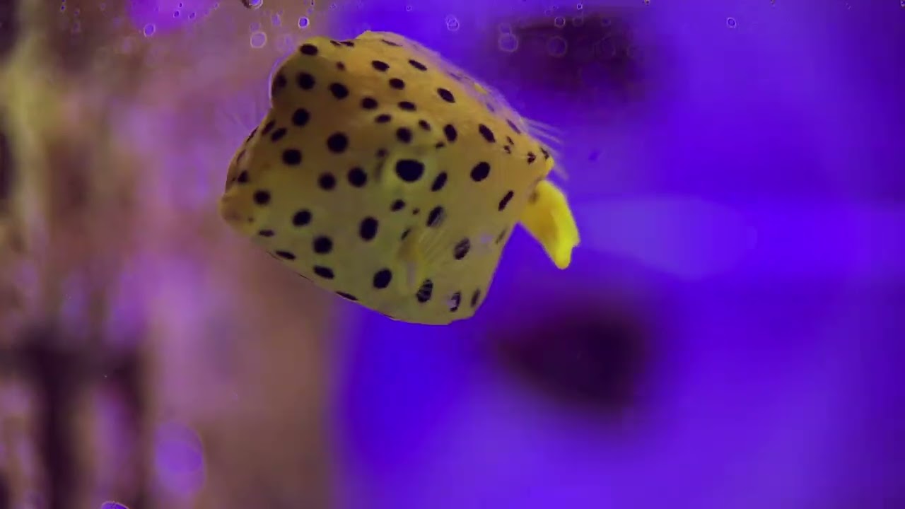 Violet Aquarium 