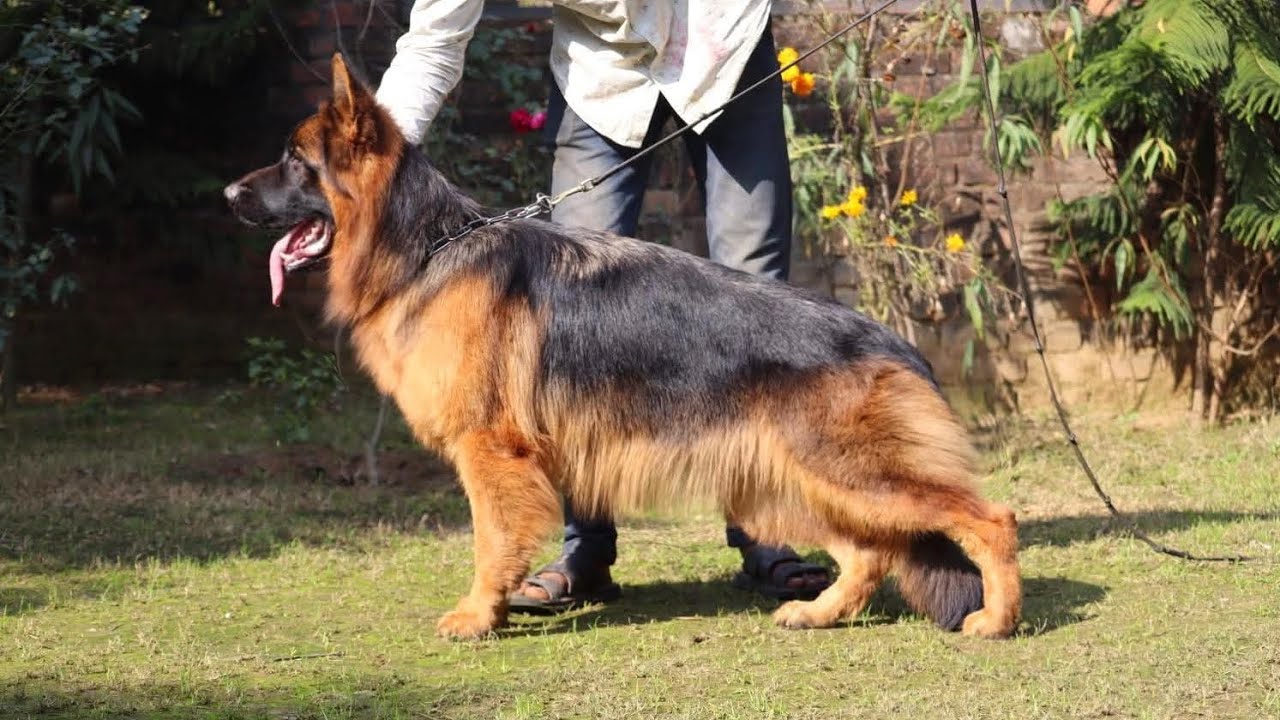 German Shpered puppies available in Gorakhpur super quality