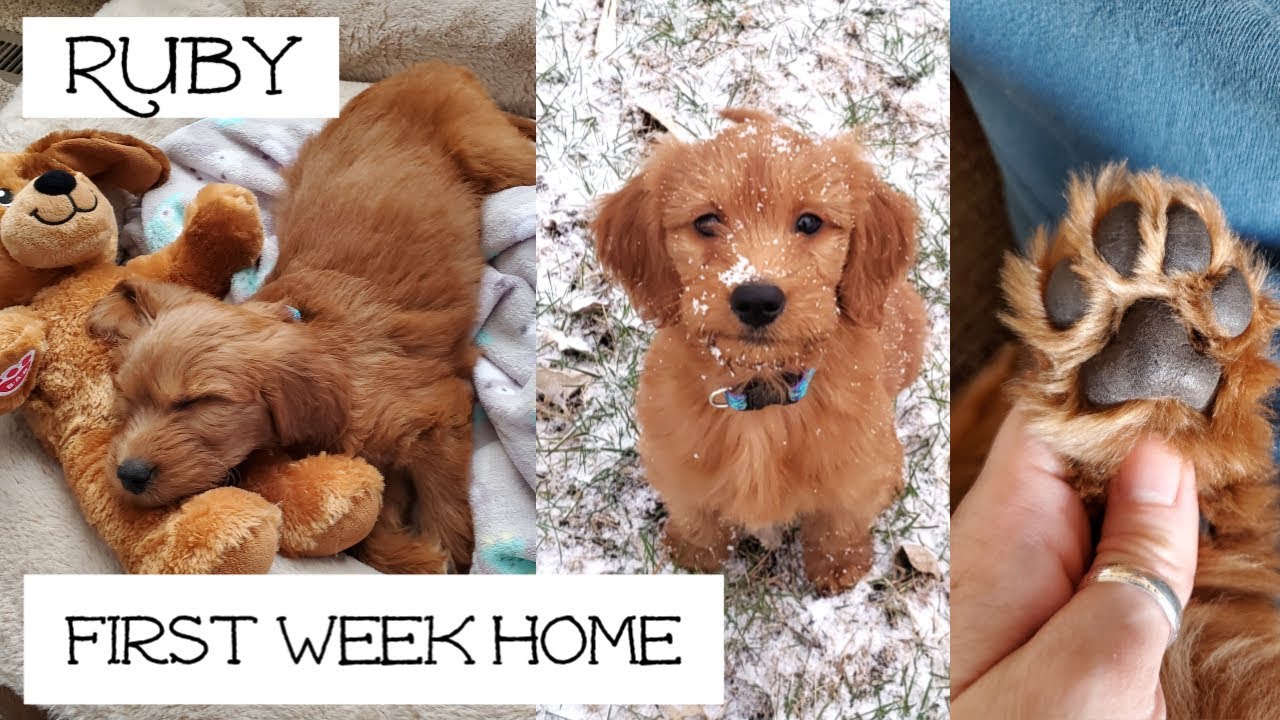 Goldendoodle Puppy 8 Weeks Old