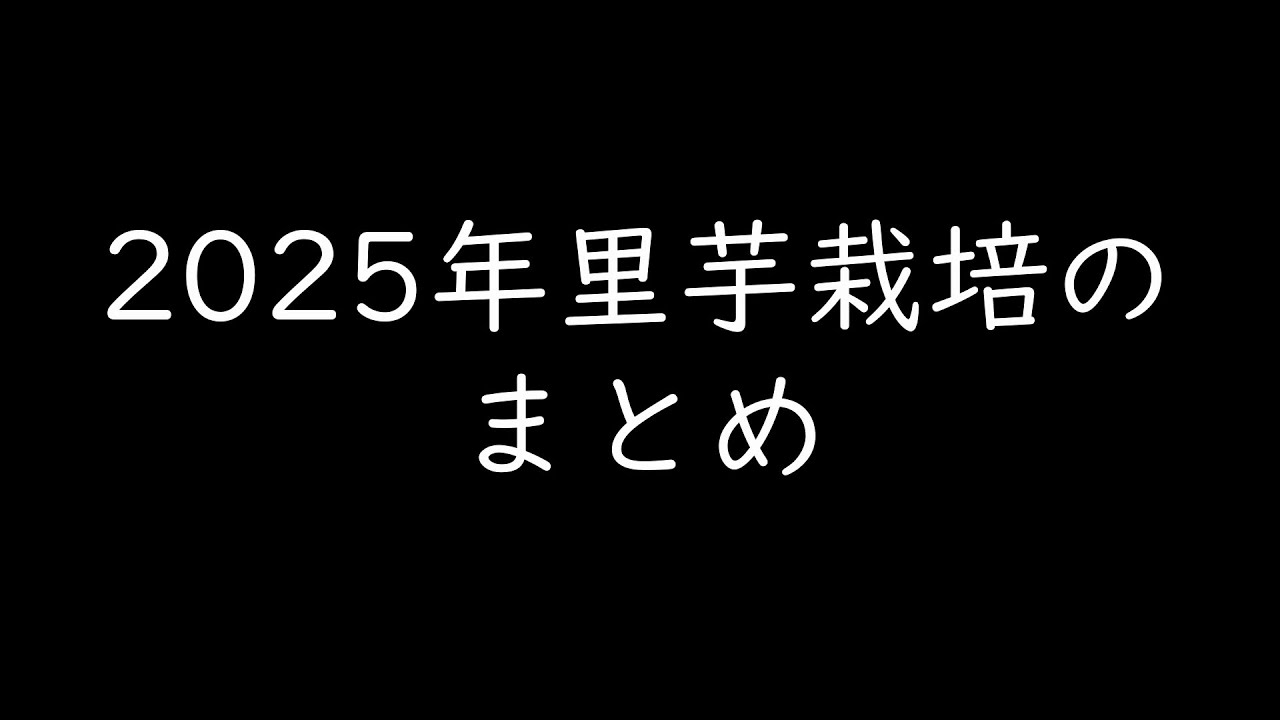 2025年里芋栽培のまとめです