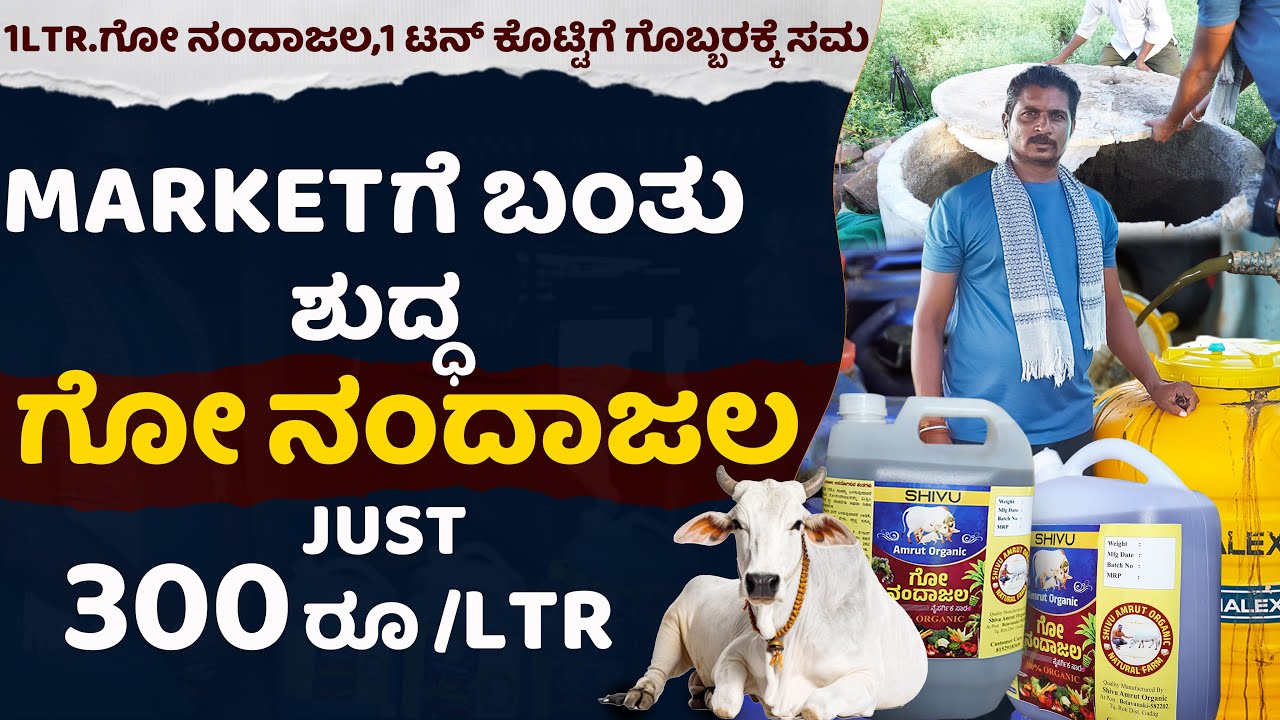 Marketಗೆ ಬಂತು ಶುದ್ಧ ಗೋನಂದಾಜಲ ಜಸ್ಟ್ 300ರೂ/LTR,1ltr ಗೋ ನಂದಾಜಲ,1 ಟನ್ ಕೊಟ್ಟಿಗೆ ಗೊಬ್ಬರಕ್ಕೆ ಸಮ#gonandajala