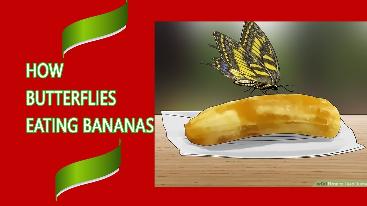 How Butterflies Eating Bananas | Wow World