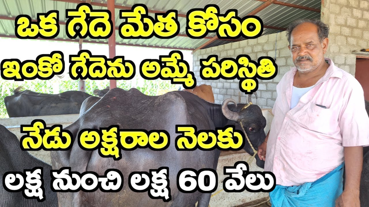రోజు 50 లీ" నెలకు లక్ష|Buffalo Dairy Farmer experience 
