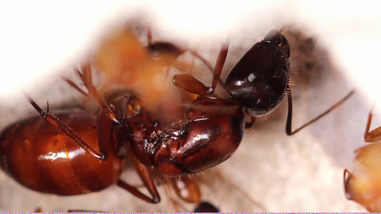 Camponotus In Captivity : Small Colonies In Early Spring