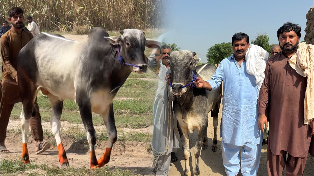 Navy vachy di pharai | New bail nu check kita Ustad shabir ty Paa Sataar gujjar ne