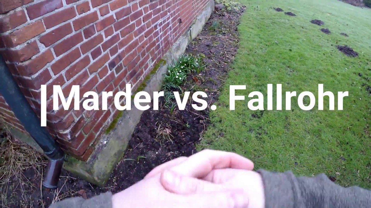 Marder vs. Fallrohr