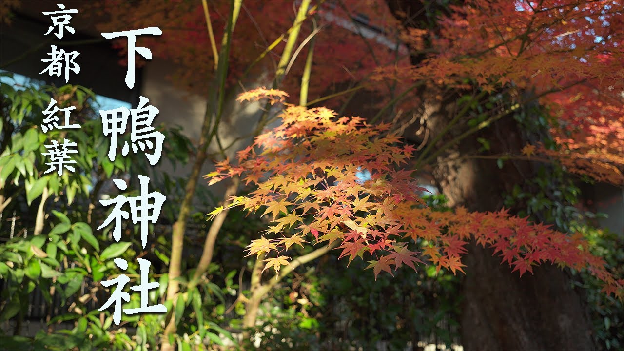 【2024年12月5日・色づきはじめ】京都紅葉🍁 | 下鴨神社 | α6700 | SIGMA 18-50mm F2.8 DC DN | DJI RS3 | 紅葉スポット | ジンバル撮影