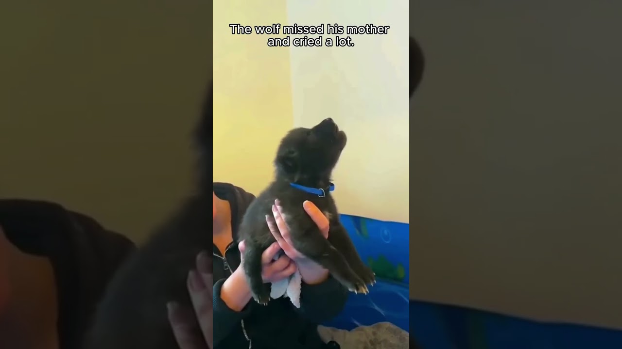 This family rescued a lost black wolf and then adopted it