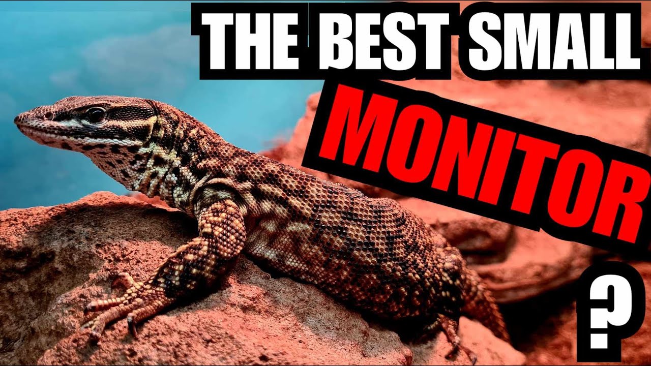 Ridge Tail Monitor Care