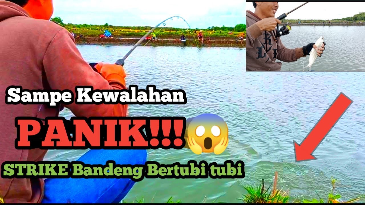 PANIK!!! SAMPE KEWALAHAN STRIKE BANDENG BERTUBI TUBI, MANCING  IKAN BANDENG DI TAMBAK