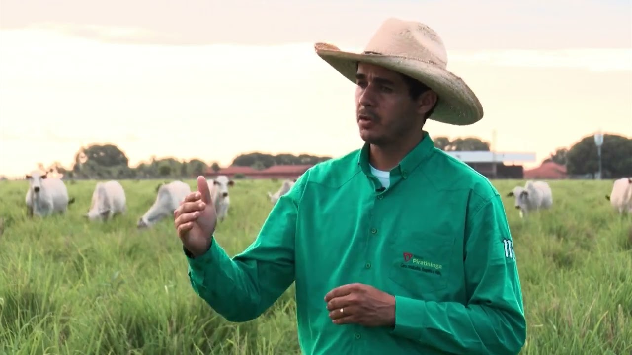 NOVA PIRATININGA: COMO FUNCIONA O TRANSPORTE DE GADO NA MAIOR FAZENDA DE CICLO COMPLETO DO BRASIL
