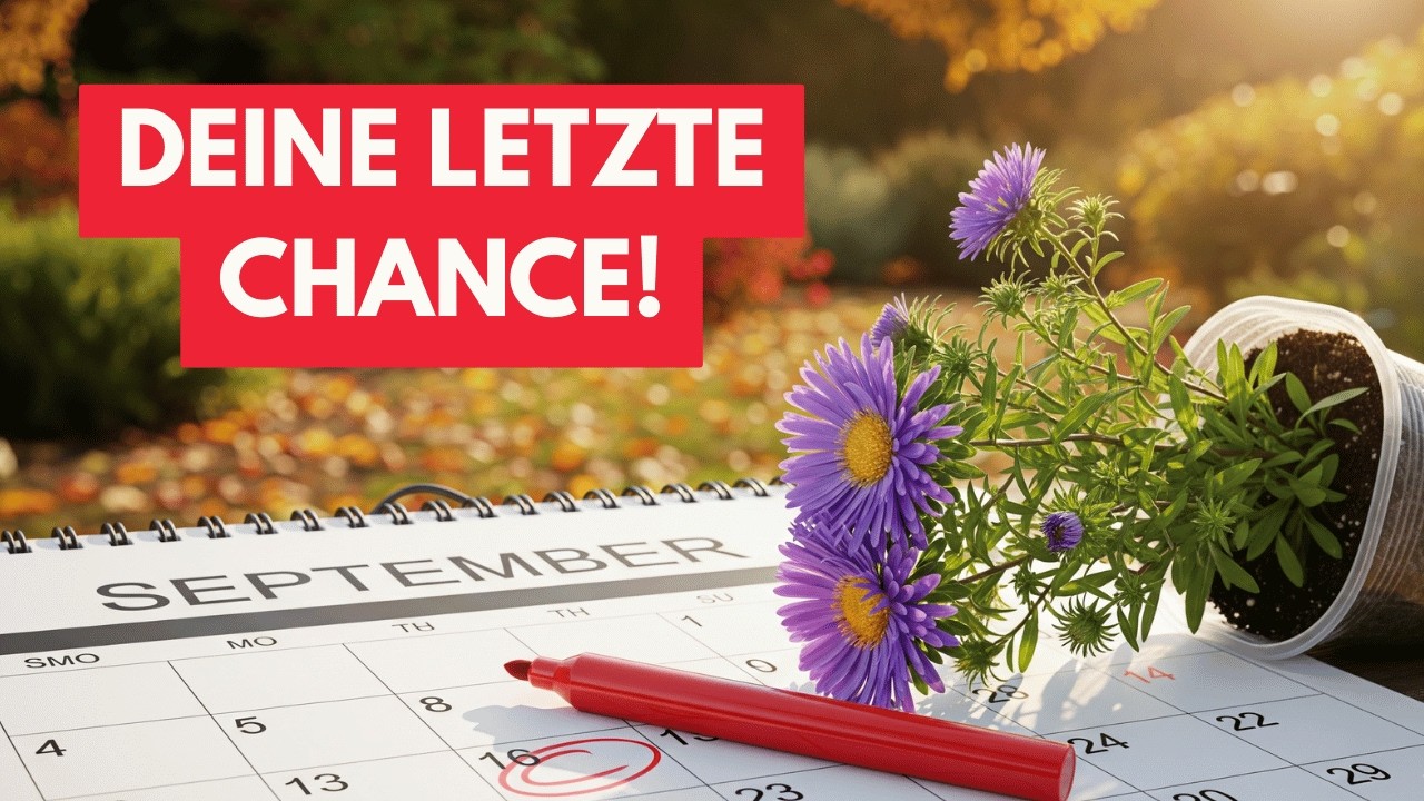 🌸 Stauden im September &ndash; 8 Dinge, die du JETZT tun musst!