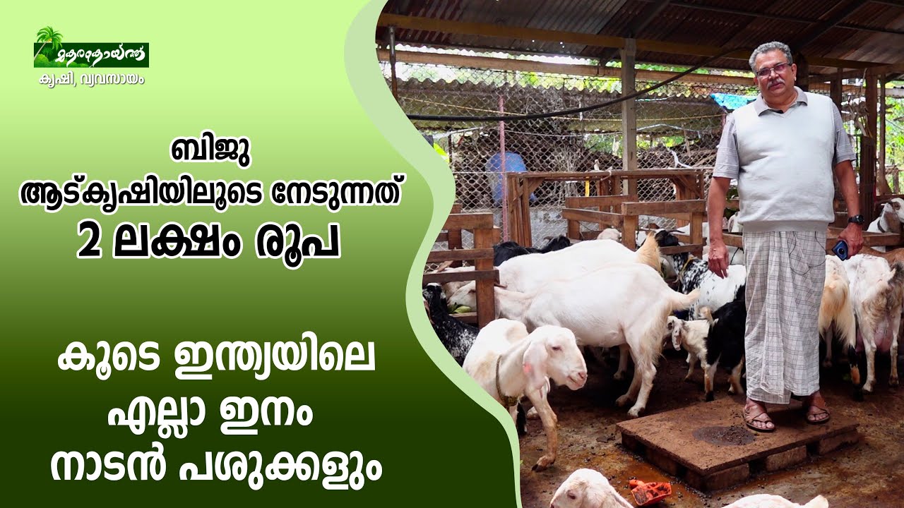 ബിജു 2 ലക്ഷം രൂപ നേടുന്നത് ആട്കൃഷിയിലൂടെ #goat #goatfam #goatfarm #livestock #livestockfarm