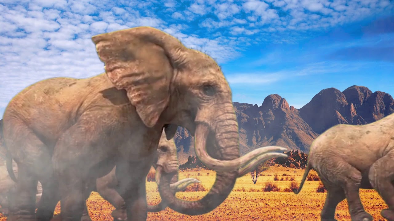 Elephant | हाथियों | الفيلة | elefantes