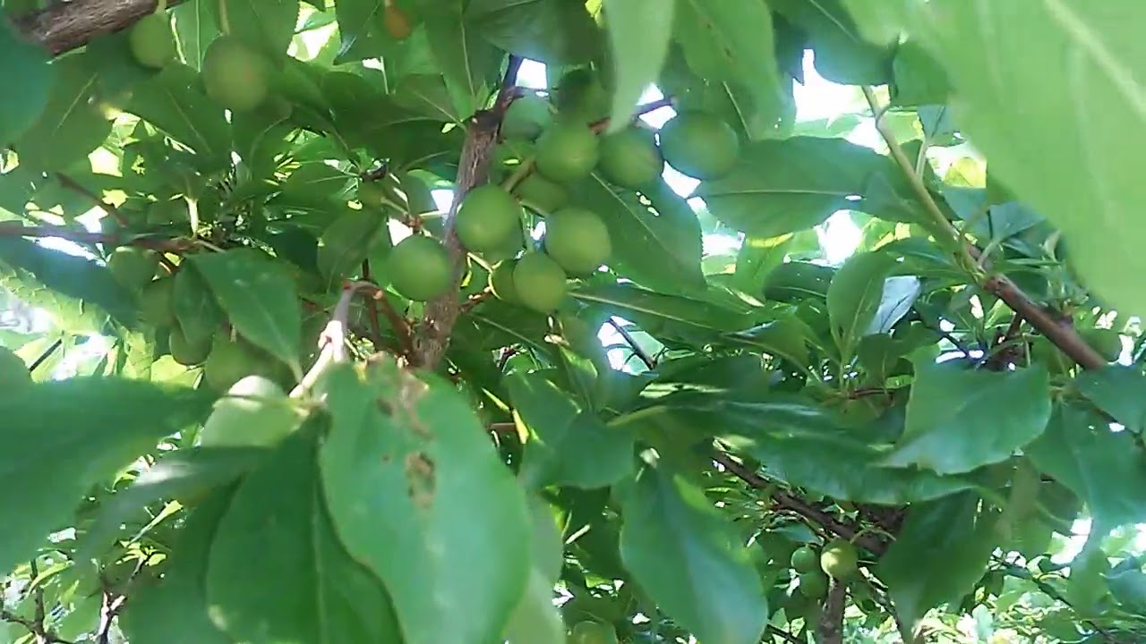 Como fazer uma muda de ameixa em casa utilizando galhos da poda. E super dica para a mosca da fruta!
