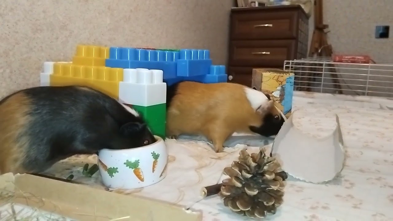 Дівчата гуляють my guinea pigs in Dnipro