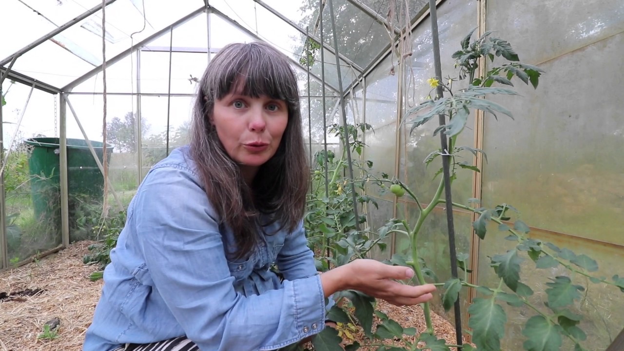 Sideskud på tomatplanter og pasning - lang hyggeversion